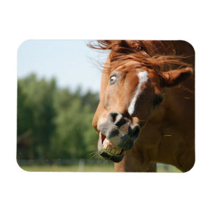 Ímã Engraçado Cara de Cavalo com Lábios Enrolados, O