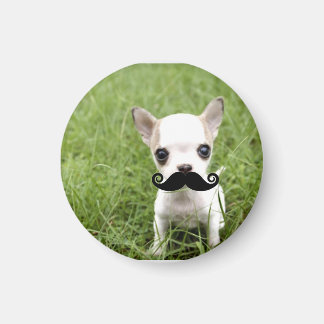 Imã Engraçado Chihuahua e com bigode