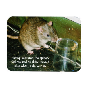 ímã engraçado do rato