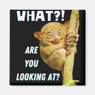 Imã Engraçado, Grande Olho Tarsier O Que Você Está 