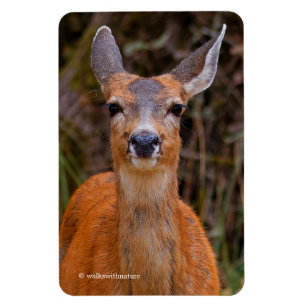 Ímã Engraçado jovem Blacktail Deer sorri para o fotógr