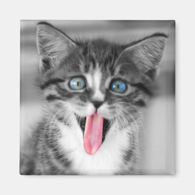 Imã Engraçado Kitten (Frente)