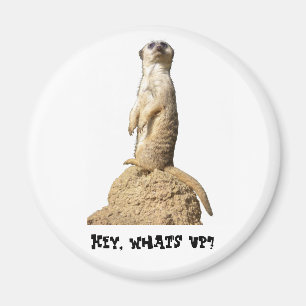 Imã Engraçado Meerkat em pé