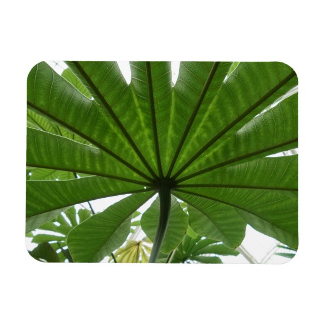 Ímã Enorme Folha Verde 3"x4" (Horizontal)