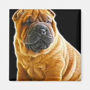 Imã Enrugamentos, o cão de filhote de cachorro chinê