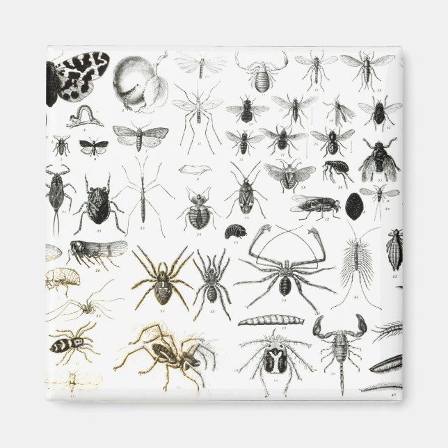 Imã Entomologia, Myriapoda e Arachnida (Frente)