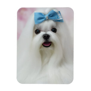 Ímã Envie a Foto do Seu Cachorro Fofinho Bebê Peludo