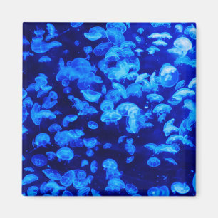 Imã Enxame de medusa