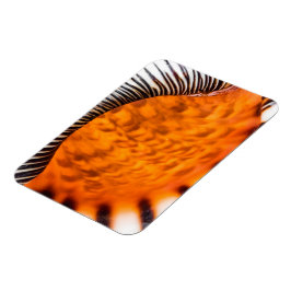 Ímã Enxertia em rede