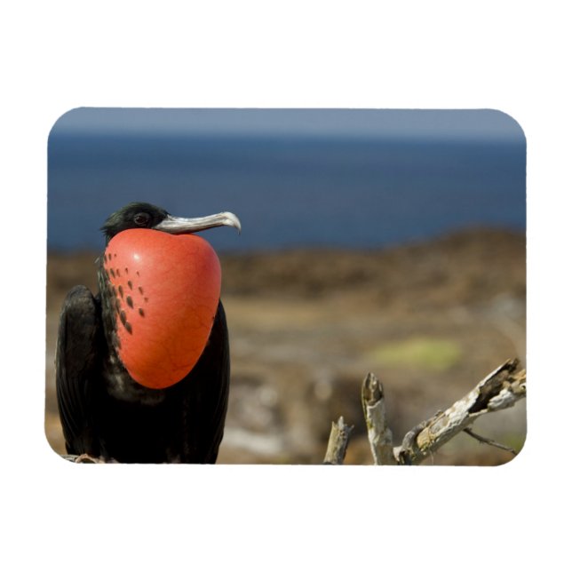 Ímã Equador, Galápagos, Ilha de Genovesa. Príncipe (Horizontal)