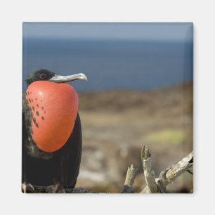 Imã Equador, Galápagos, Ilha Genovesa. Príncipe
