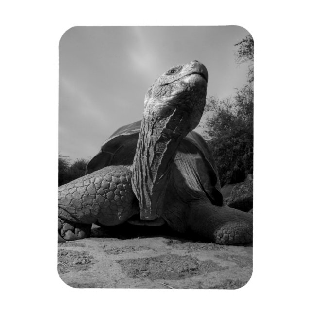 Ímã Equador, Parque Nacional Ilhas Galápagos, Santa (Vertical)