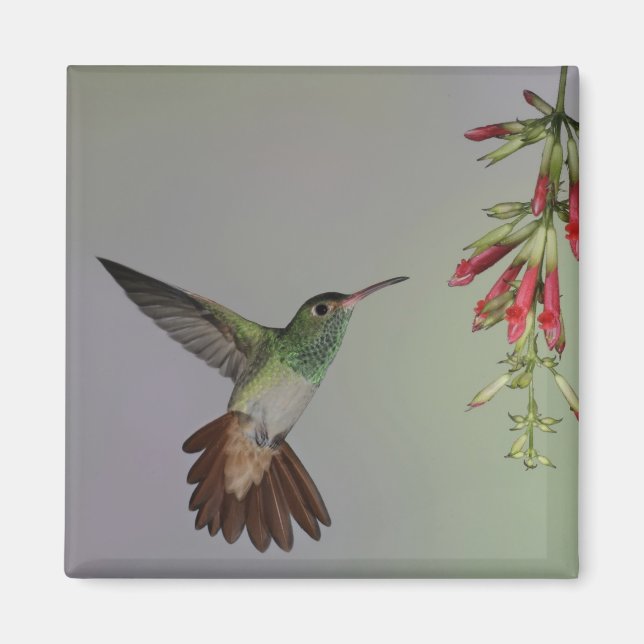 Imã Equador, Tandayapa Bird Lodge. Raiva (Frente)