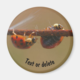 Imã Equilibrando Ladybugs Natureza Personalizada
