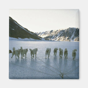 Imã Equipe do cão, Greenland