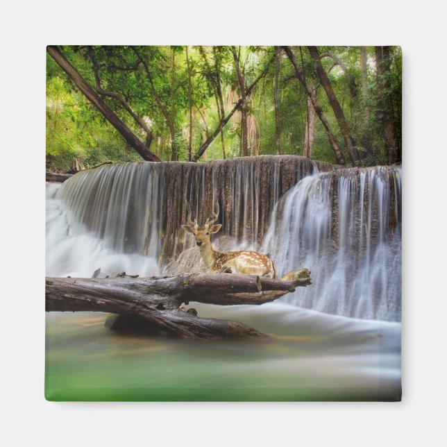 Imã Erawan Waterfall com Deer Relaxing (Frente)