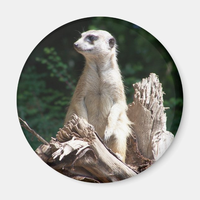 Imã Erdmännchen (Frente)