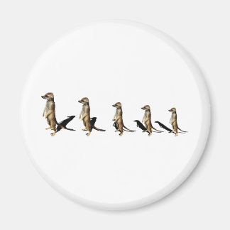 Imã Erdmännchen em linha