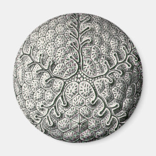 Imã Ernst Haeckel