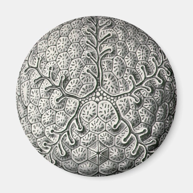 Imã Ernst Haeckel (Frente)