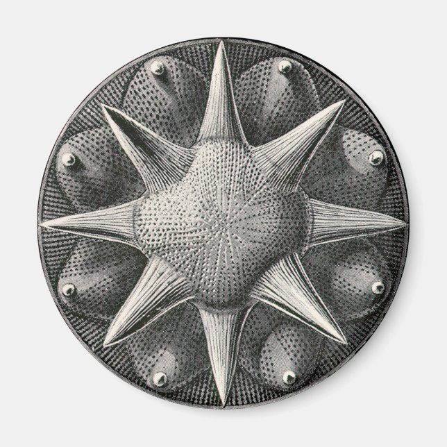 Imã Ernst Haeckel (Frente)