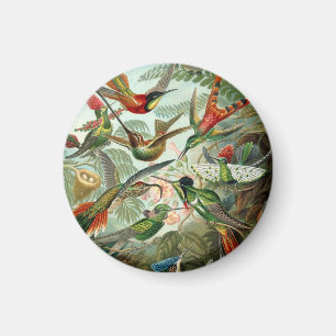 Imã Ernst Haeckel Hummingbird - Formas de Arte da Natu