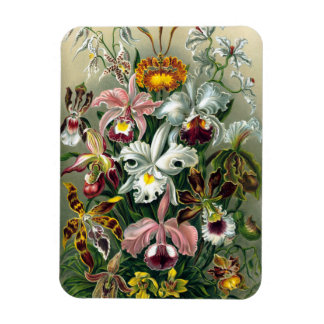 Ímã Ernst Haeckel Orchidea Magnet