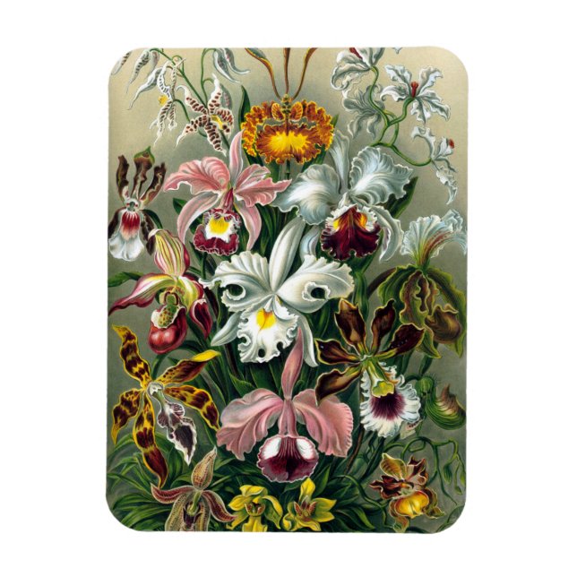 Ímã Ernst Haeckel Orchidea Magnet (Vertical)