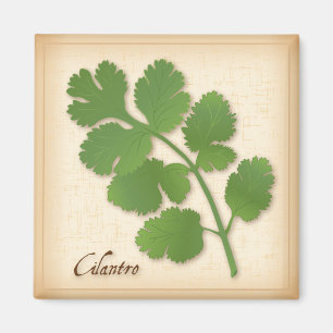 Imã Erva do Cilantro