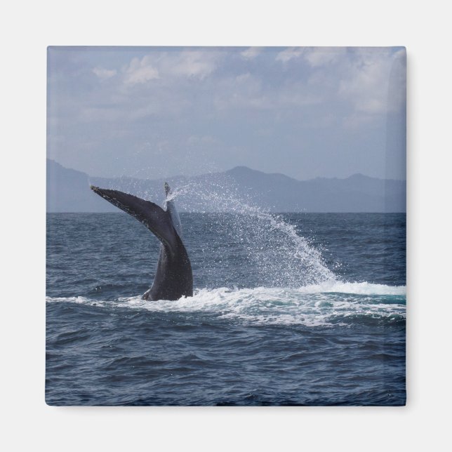 Imã Esboço Da Cauda Da Baleia De Humpback (Frente)