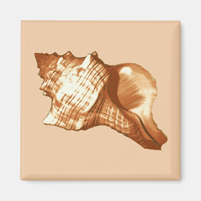 Imã Esboço da concha - castanho, branco e bronzeado (Frente)