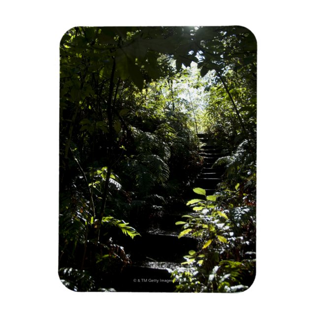 Ímã Escada russa/trilha na floresta, luz solar (Vertical)