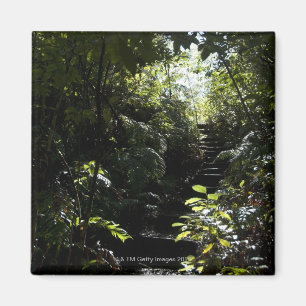 Imã Escadaria/passeio rústicos na floresta, luz solar