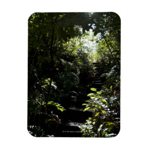Ímã Escadaria/passeio rústicos na floresta, luz solar