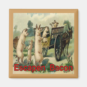 Imã Escapando Bacon, Hogs