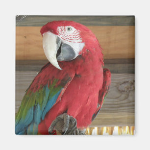 Imã Escarlate do ímã do Macaw