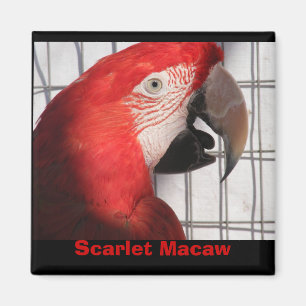 Imã Escarlate do Macaw