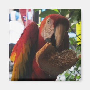 Imã Escarlate do papagaio do Macaw que come o brinde