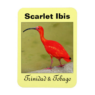 Ímã Escarlate vermelho dos íbis de Trinidad and Tobag