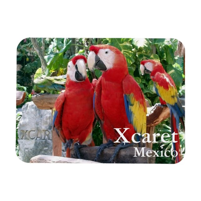 Ímã Escarlet Macaws Magnet (Horizontal)