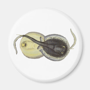 Imã Escarolas Vintage, Animais Marinhos Do Oceano