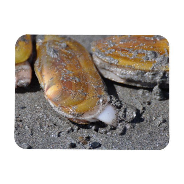 Ímã Escavação de amêijoas Razor (Horizontal)