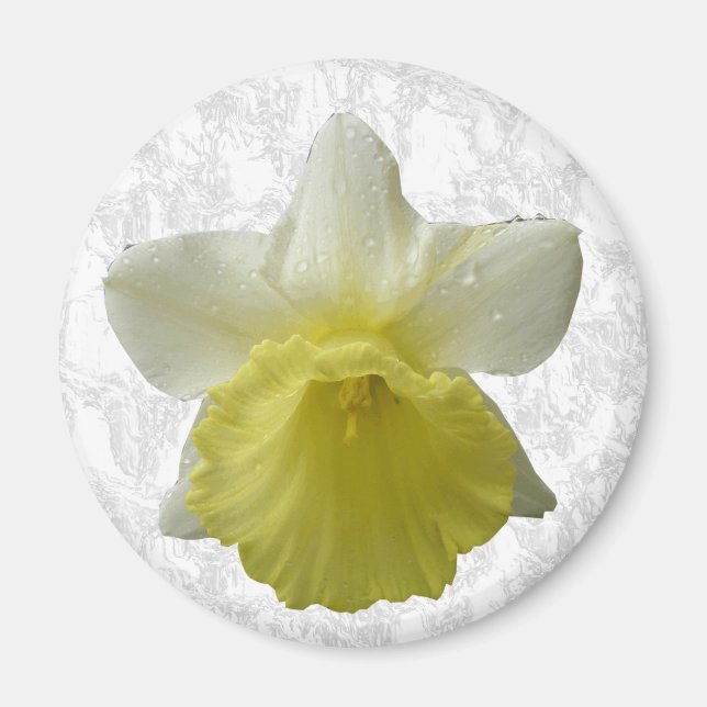 Imã Escoar o ímã Daffodil (Frente)