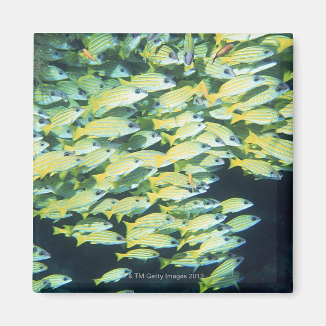 Imã Escola de Peixe (Frente)