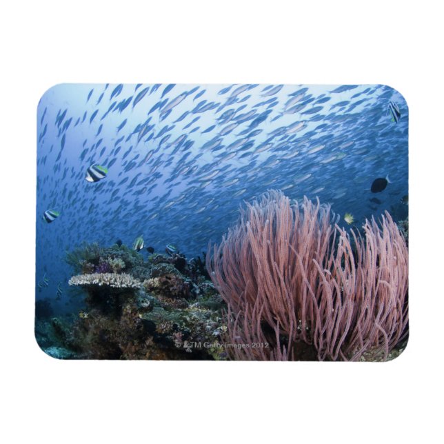 Ímã Escola de peixe sobre recife (Horizontal)