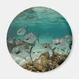 Imã Escola de Peixes Permit
