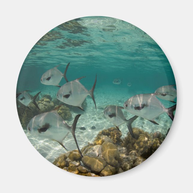 Imã Escola de Peixes Permit (Frente)