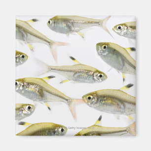 Imã Escola de Raios-X (Pristella)