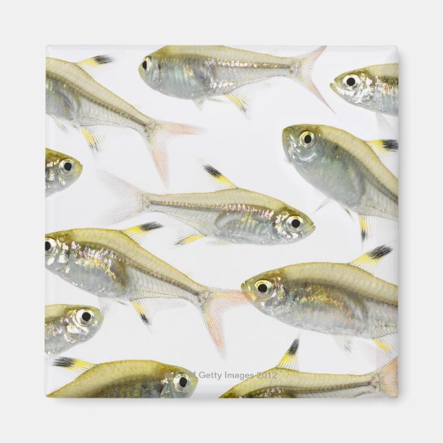 Imã Escola de Raios-X (Pristella) (Frente)