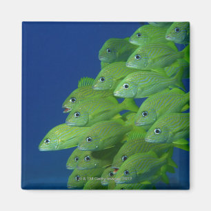 Imã Escola do francês bluestriped e dos grunhidos do